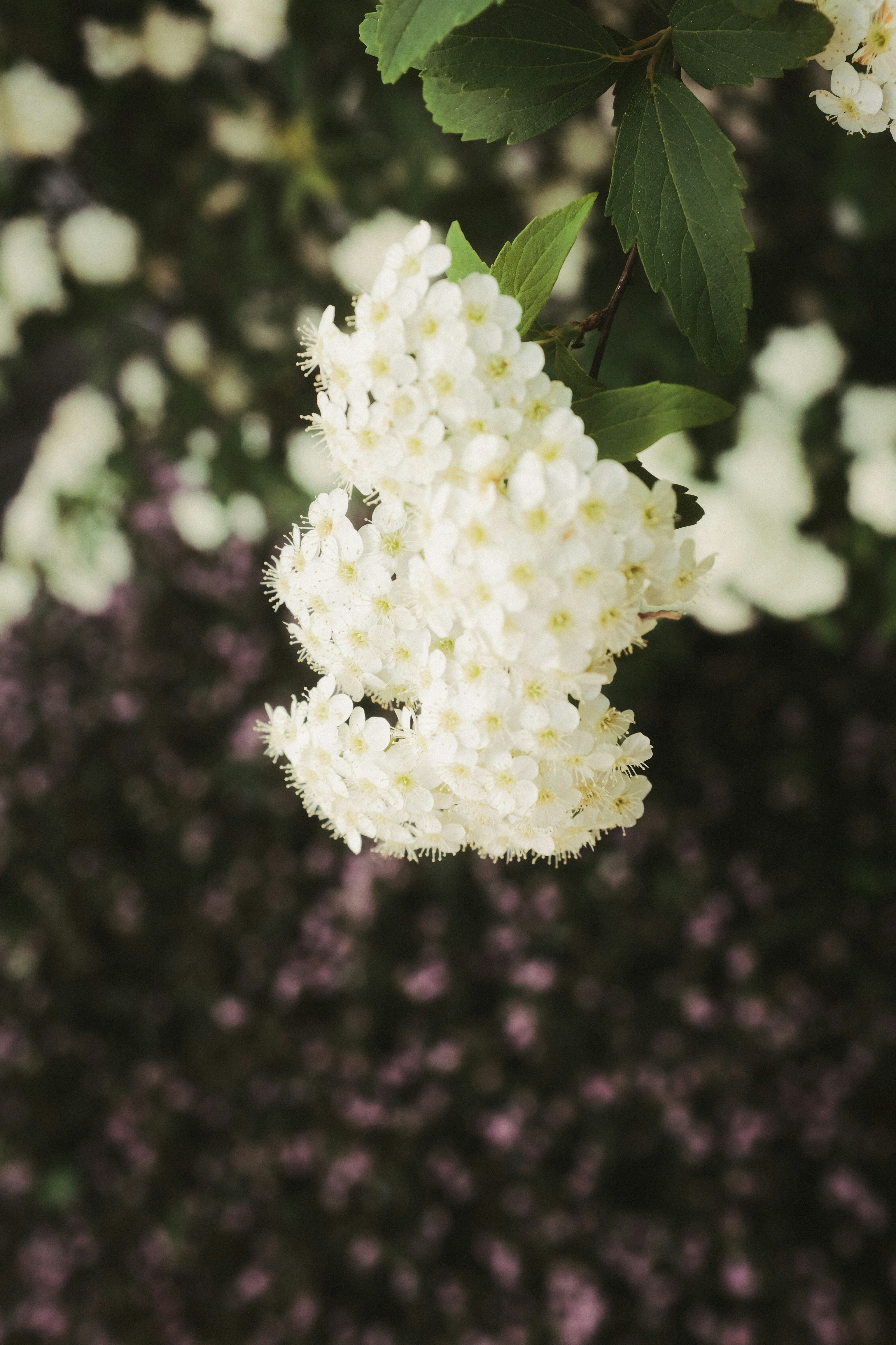 white flower in tilt shift lens